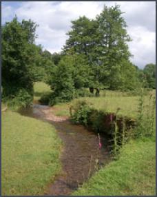 WoodfordWalk4735